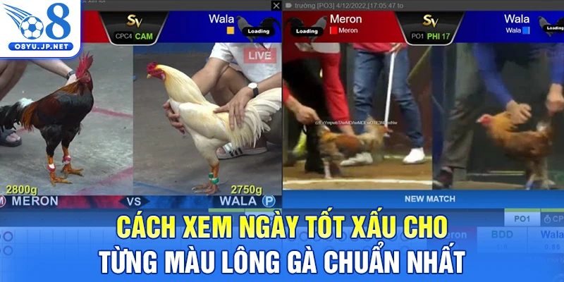 Cách xem ngày tốt xấu cho từng màu lông gà chuẩn nhất