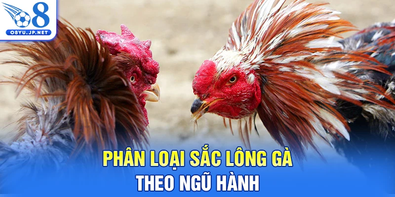 Phân loại sắc lông gà theo ngũ hành