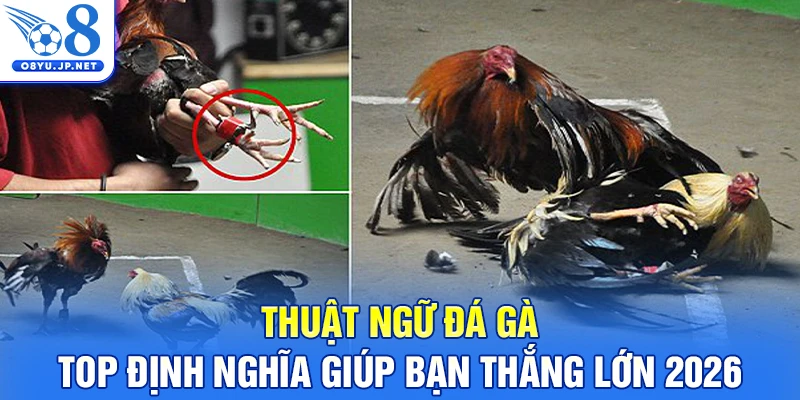 Thuật Ngữ Đá Gà: Top Định Nghĩa Giúp Bạn Thắng Lớn 2026