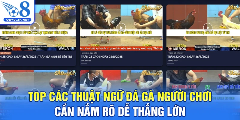 Top các thuật ngữ đá gà người chơi cần nắm rõ dễ thắng lớn